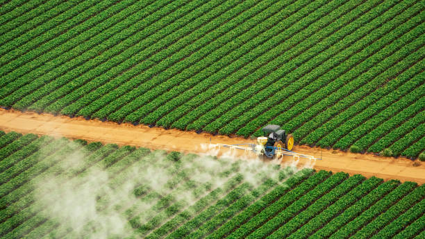 Best Pest Removal Services  in Muscle Shos, AL