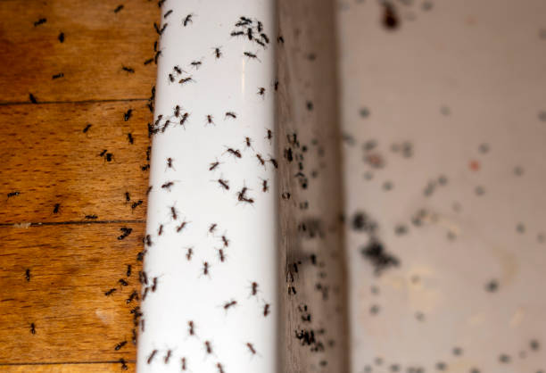Best Termite Control Services  in Muscle Shos, AL