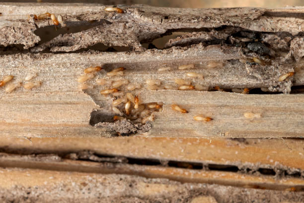 Best Commercial Pest Control Services  in Muscle Shos, AL